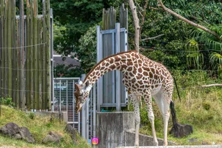 Tennoji Zoo