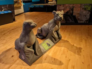 Museum of Cardiff