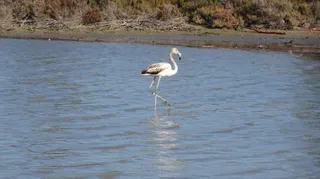 Flamingo observatory spot