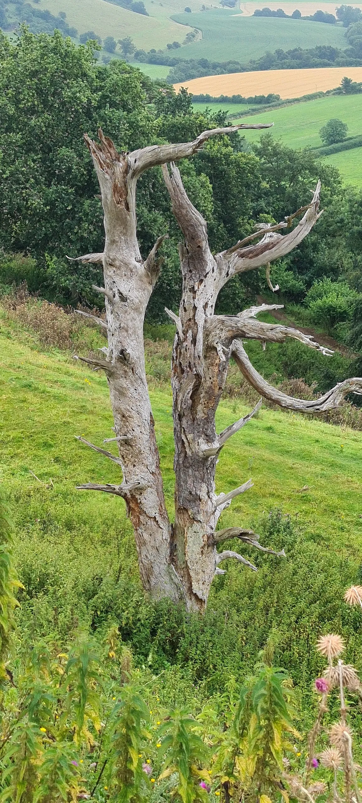 Cadbury Hillfort