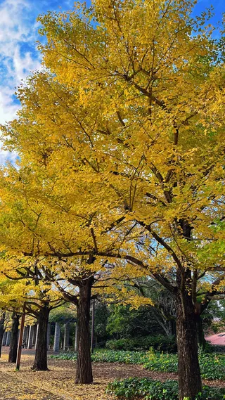 Showa Kinen Park Barbecue Garden