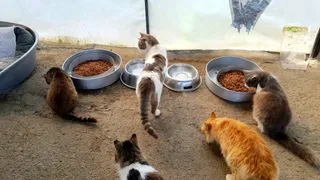 Animal Rescue Cyprus