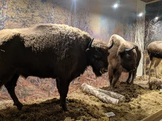 Muzeum Przyrody - Oddział Muzeum Warmii i Mazur