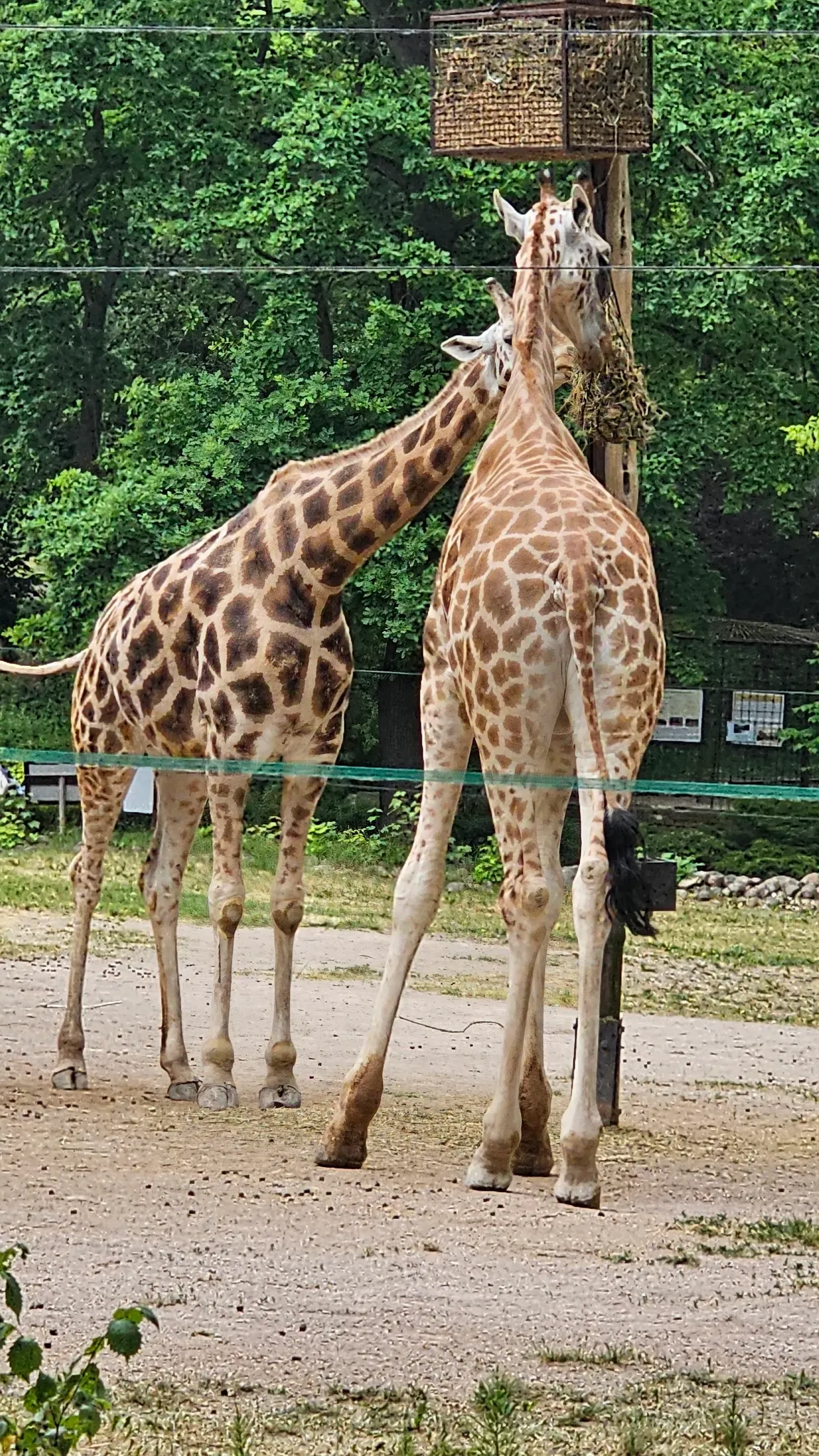 MIEJSKI OGRÓD ZOOLOGICZNY W PŁOCKU Sp. z o.o.