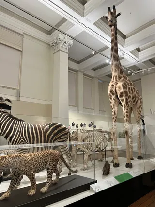 Australian Museum