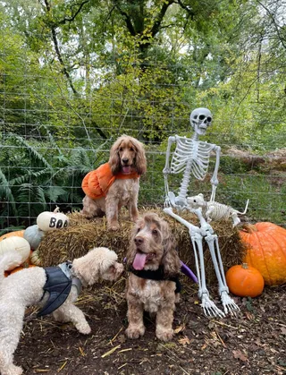 Woodland Walkies