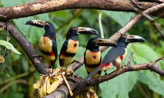 Tapir Valley Nature Reserve