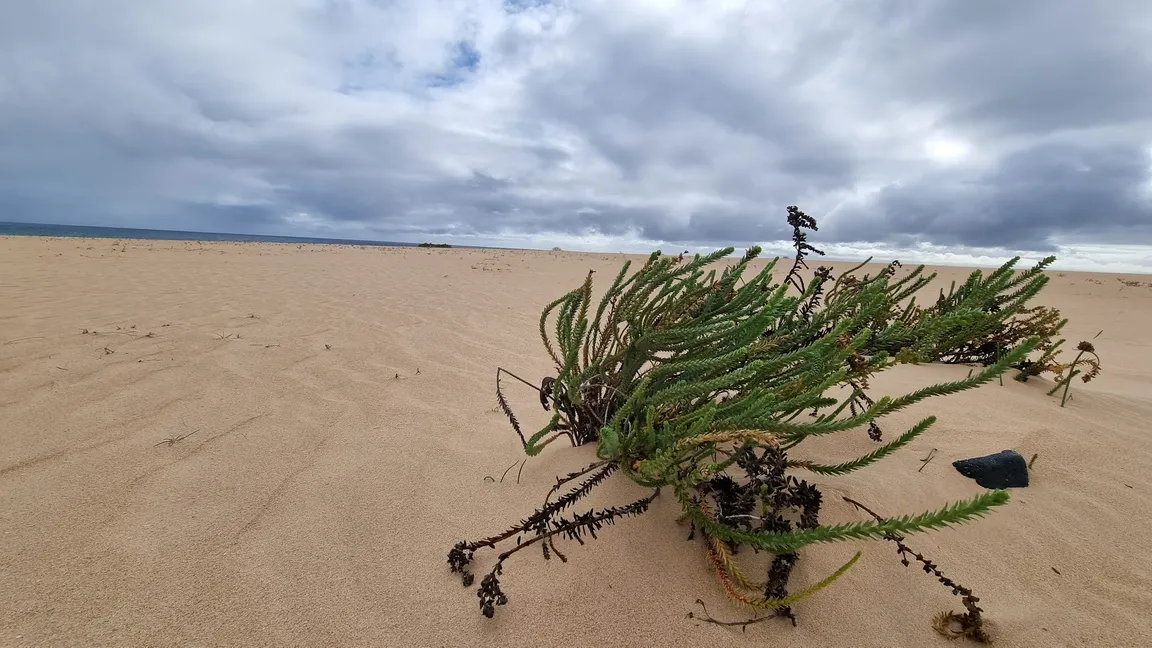Dunas de Corralejo