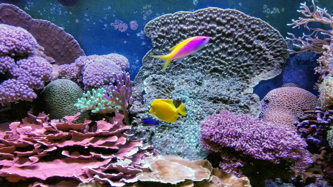 German Oceanographic Museum