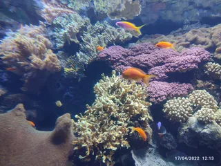 Oceanarium w Lizbonie