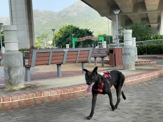 Lam Tei Pet Garden