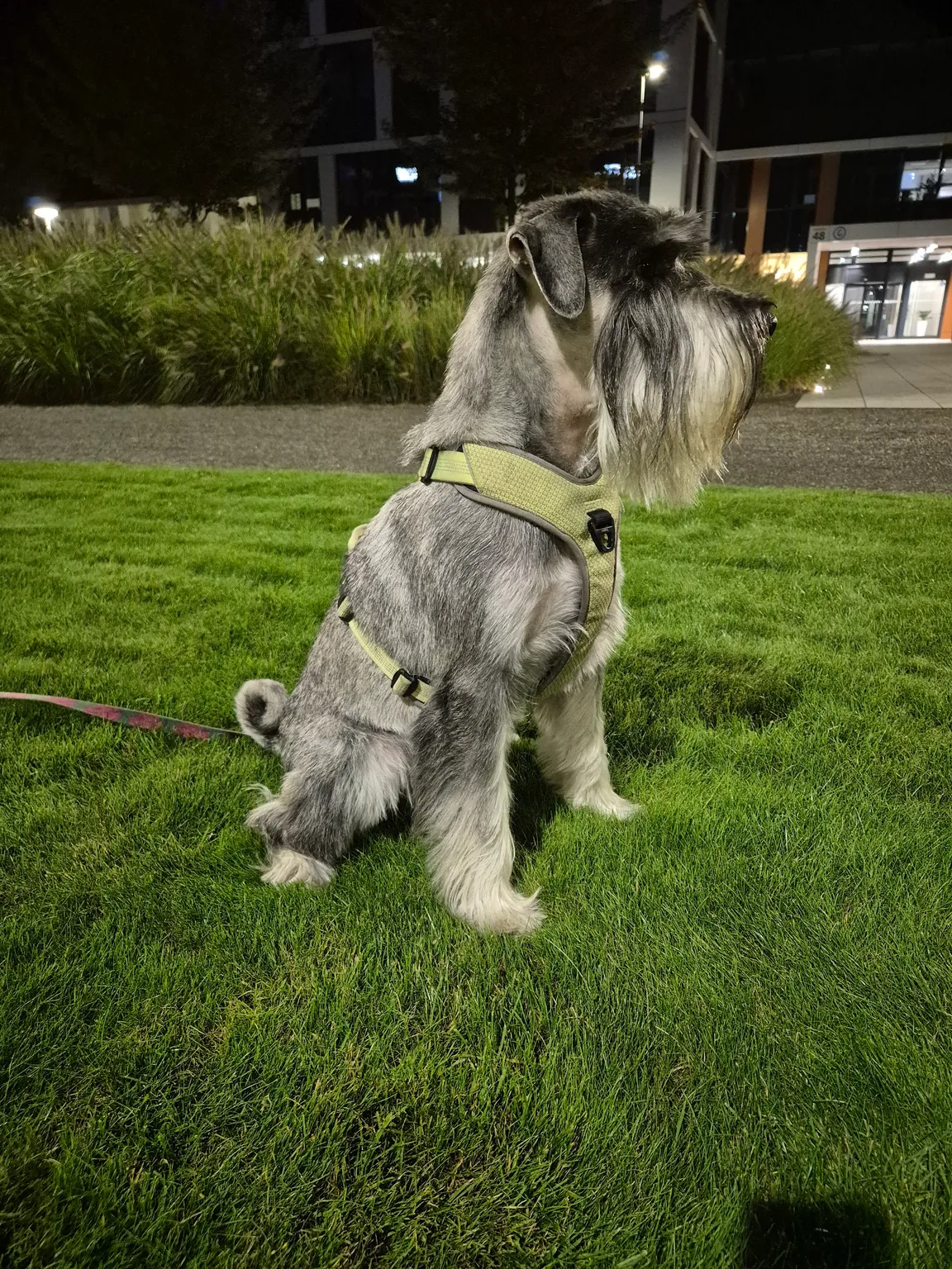 KRAUZE Profesjonalna pielęgnacja psów