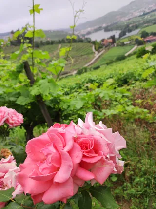 Quinta do Mourão