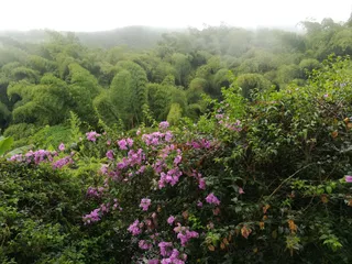 Paisaje Cultural Cafetero