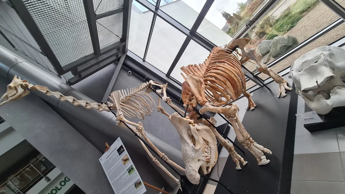 Muzeum Inkluzji w Bursztynie