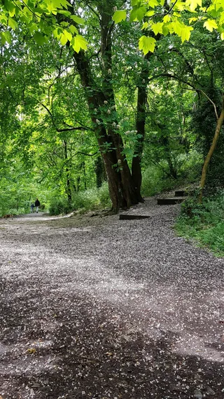 Ashton Court Mountain Biking Trail