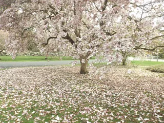Swan Point Cemetery