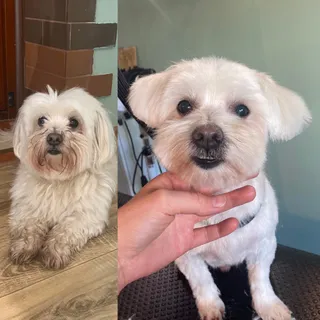 Novi Dog - grooming i pielęgnacja psów
