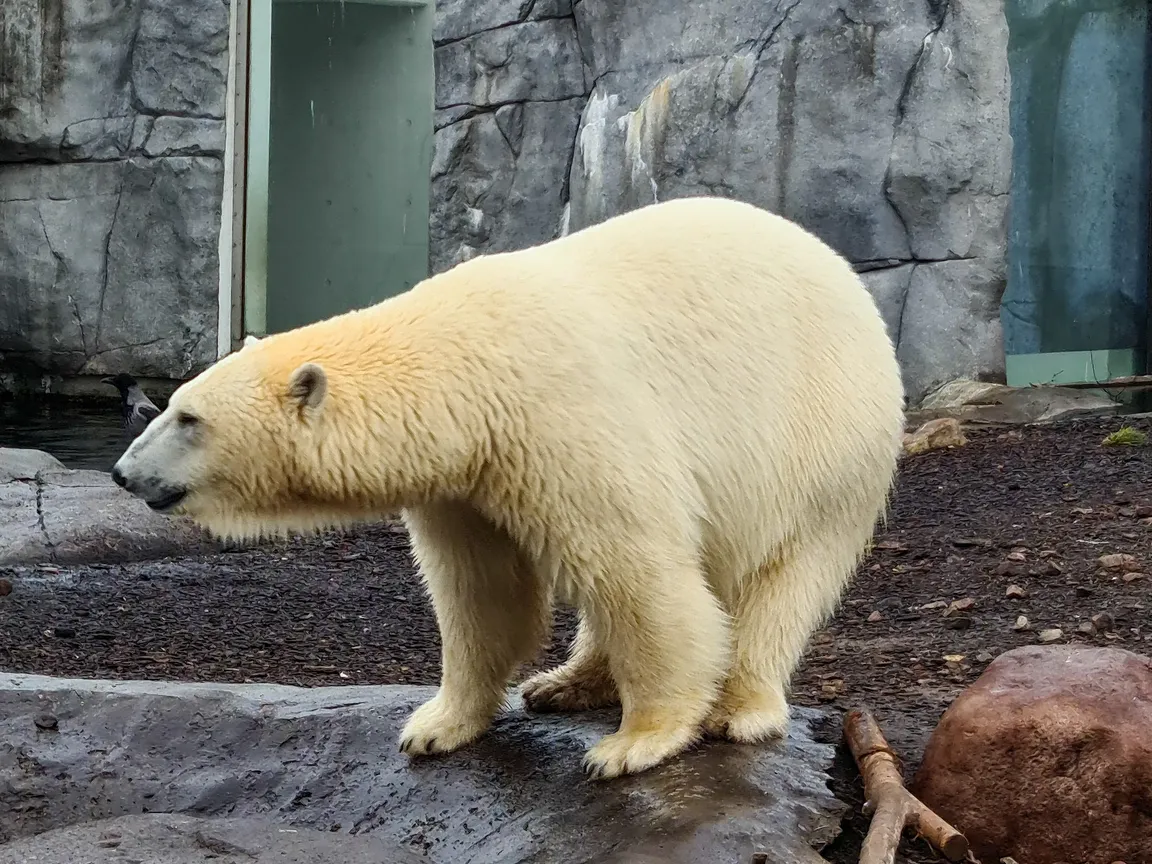 Copenhagen Zoo