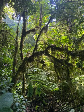 La Reserva Bosque Nuboso Santa Elena