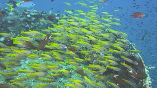Htms Chang Dive's Spot