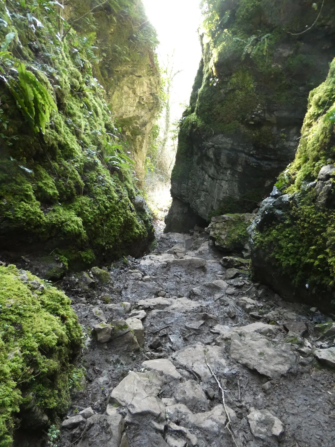 National Trust - Ebbor Gorge National Nature Reserve
