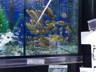 Smith's Aquarium