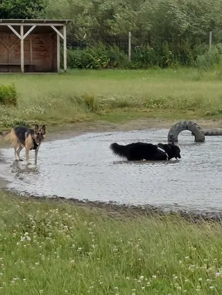 Foxley Paddock - Secure Dog Walking Field