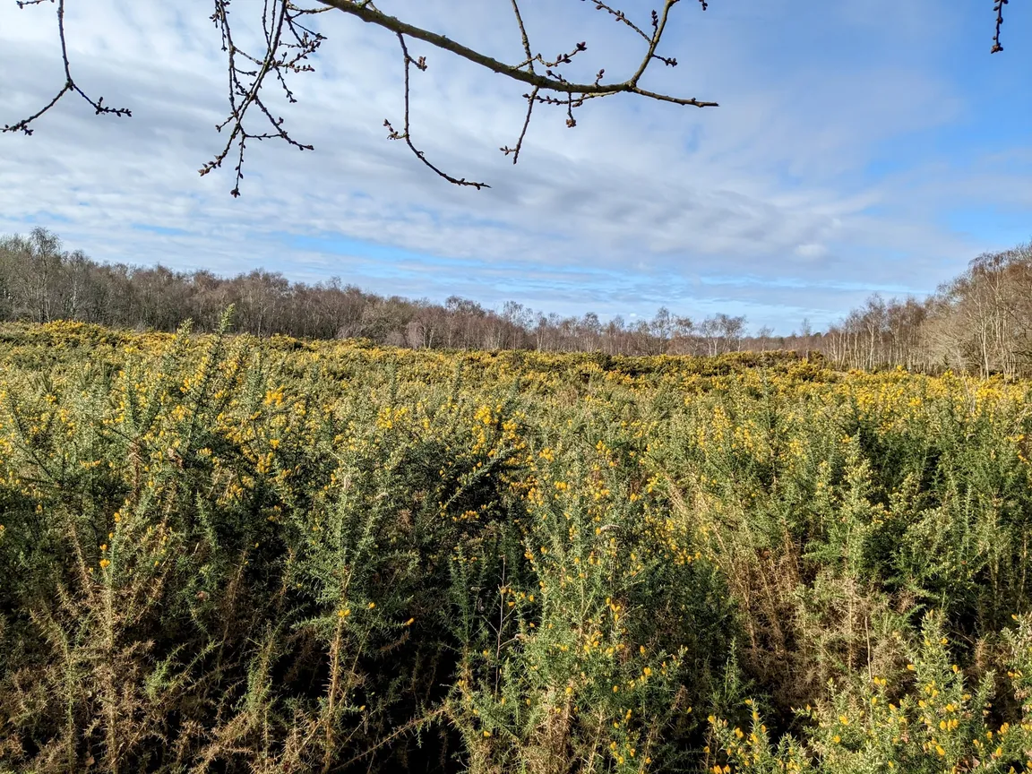 Pamber Forest