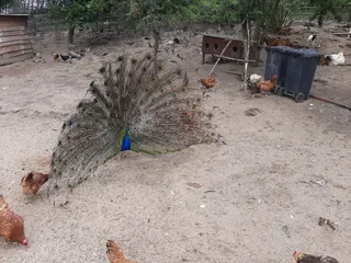 Zwierzaki Nad Potokiem Mini ZOO