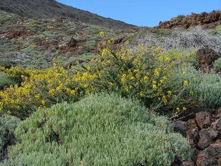Pico Viejo