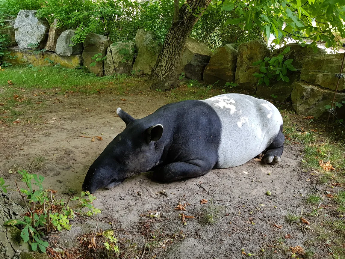 MIEJSKI OGRÓD ZOOLOGICZNY W PŁOCKU Sp. z o.o.