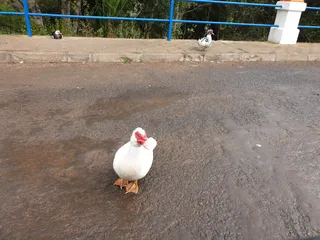 Presa de Las Rosas