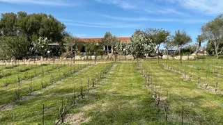 Tenute Murales | Enoturismo in Gallura
