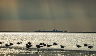 Hamburgisches Wattenmeer National Park