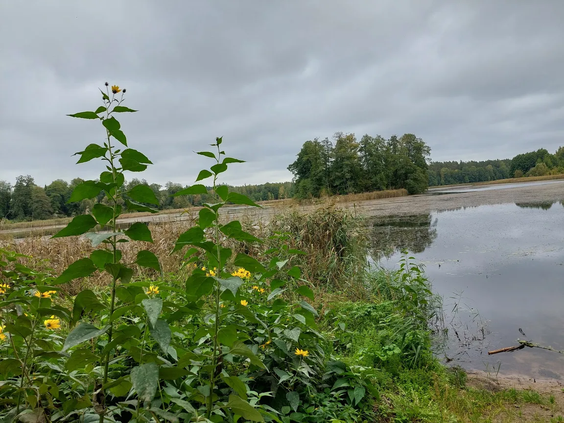 Jezioro Komosa