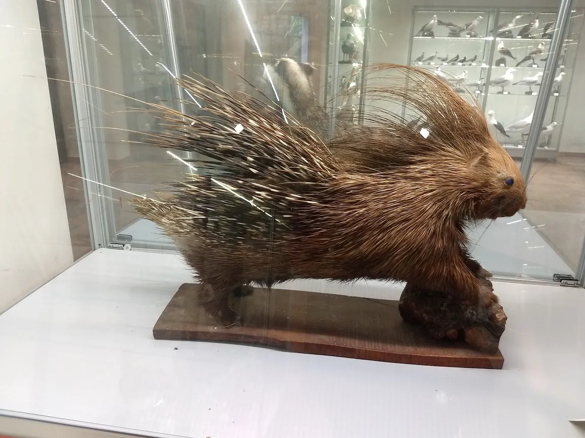 Natural History Museum of Salento