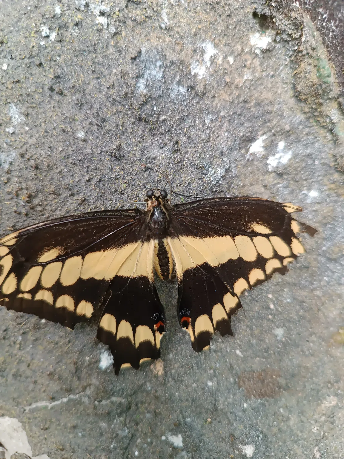 Butterfly House