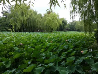 Xindu Baoguang Guihu Cultural Tourism Zone （North Gate）