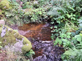 Mosenbach Dschungel