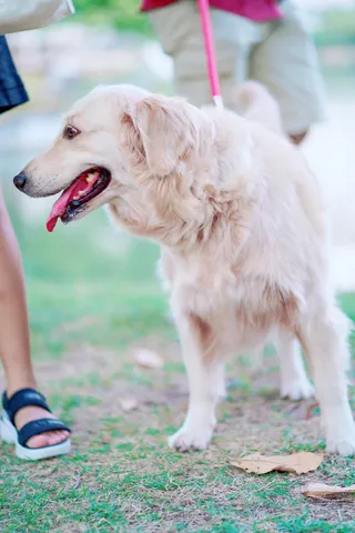 Pet Park