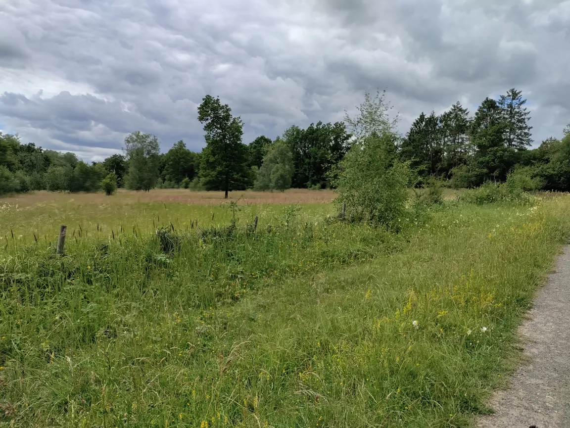 Bernwood Forest