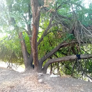 Monumento Natural Sotos de la Albolafia