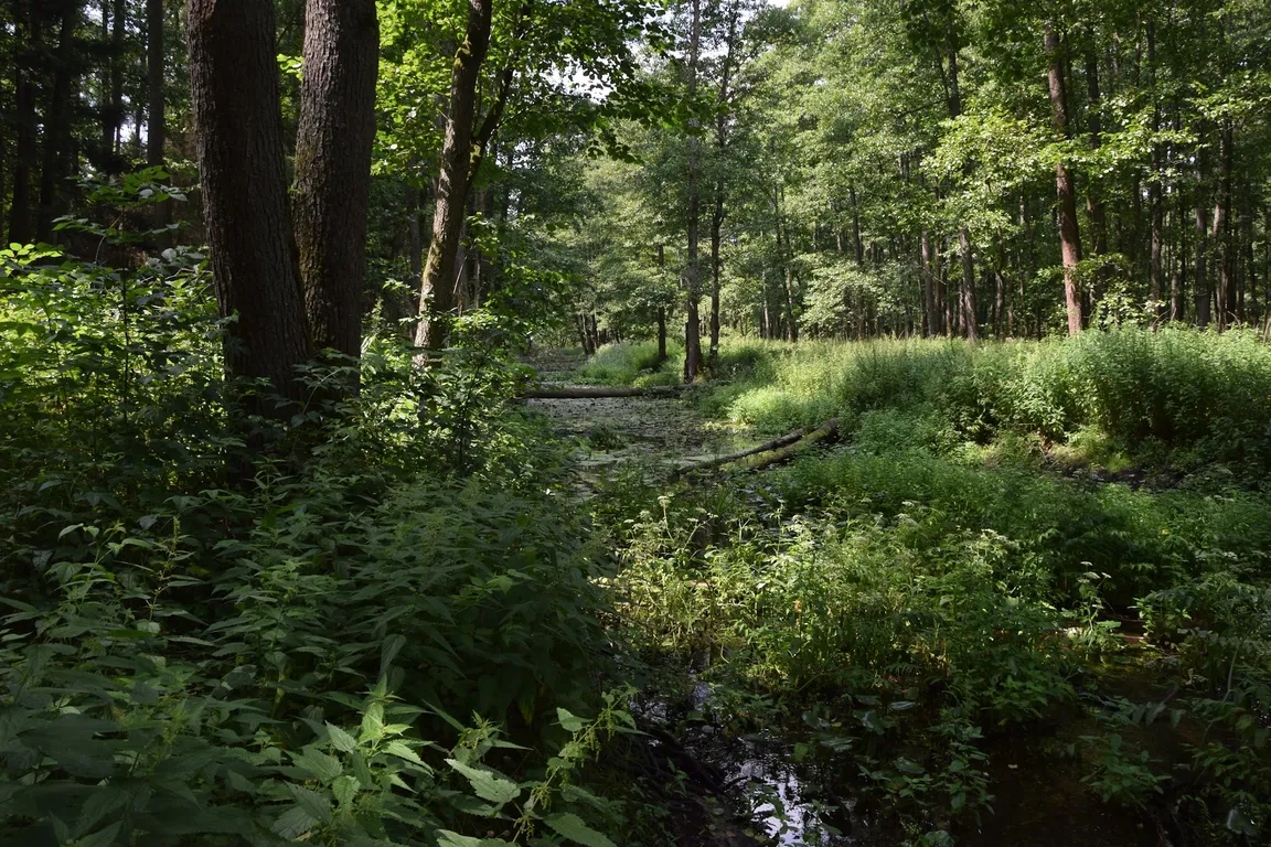 Stara Białowieża