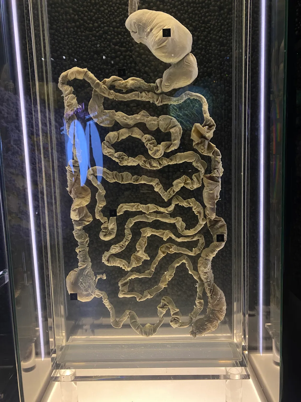 Micropia