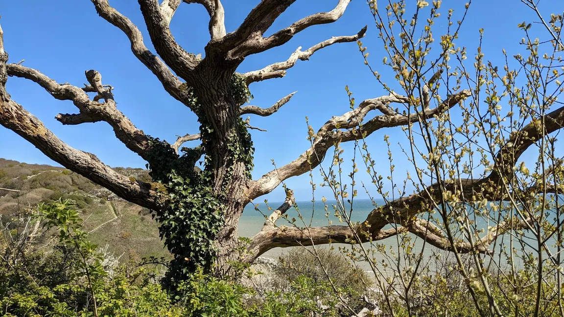 Ecclesbourne Glen