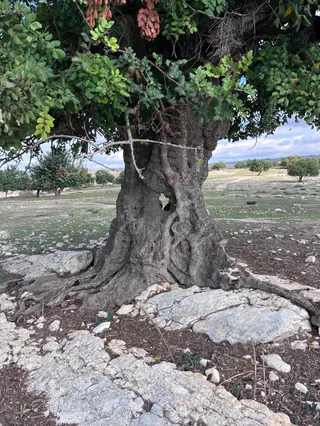 Kathikas Nature Trail Parking