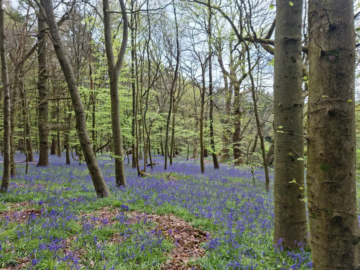 Surrey Hills National Landscape