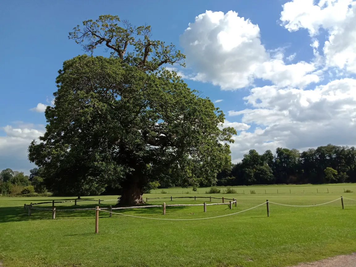 Cowdray Ruins