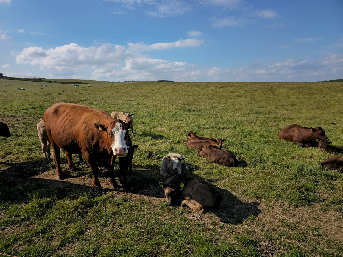 Seaford Head Nature Reserve, Sussex Wildlife Trust